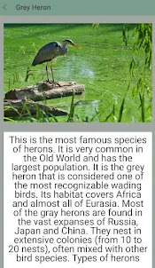 The Kingdom of Herons