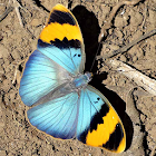 Butterfly Jigsaw Puzzles 2.0