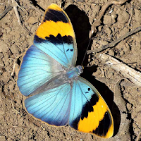 Butterfly Jigsaw Puzzles