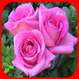 Various types of roses icon