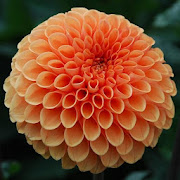 Dahlia Flower Wallpapers