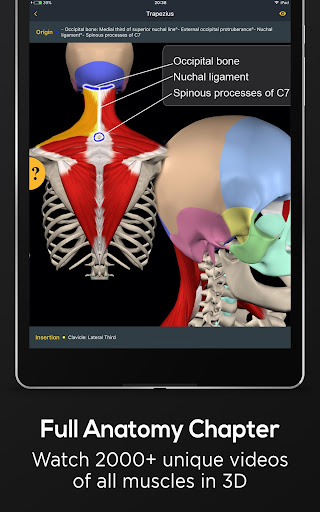 Screenshot of Posture by Muscle & Motion