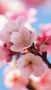 Cherry Blossom Video Wallpaper