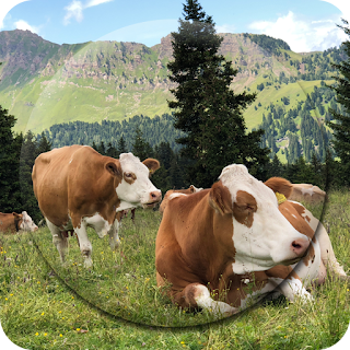 Cow Wallpapers apk