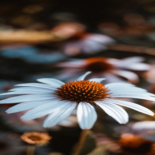 Flower Wallpapers logo