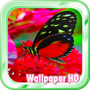Butterfly Live Wallpaper  Icon