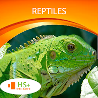 Reptiles Wallpaper