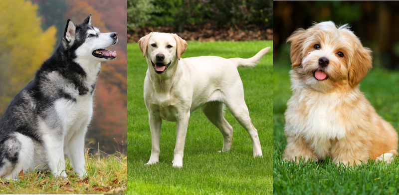 Hundar: Bild-frågesport om alla populära hundraser