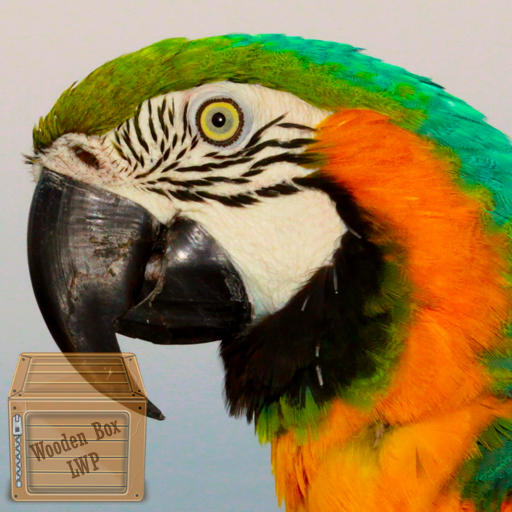 オカメインコの鳥の壁紙 セキセイインコ Google Play のアプリ