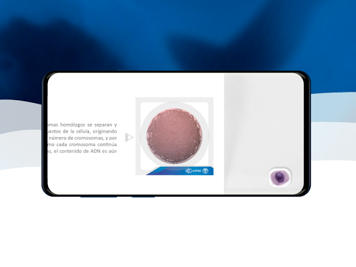 3D Mitotic Division Screen 3