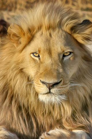 Animal Wallpapers Screen 2
