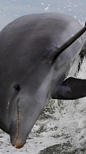 Dolphin Wallpapers backgrounds hd