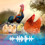 Cover Image of Download Rooster Hen Chick sounds  APK