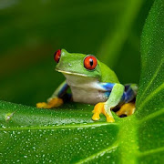 Frogs Wallpapers HD