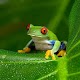 Frogs Wallpapers HD دانلود در ویندوز
