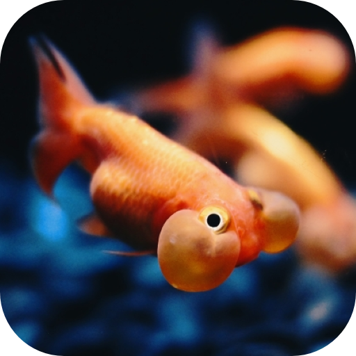 3D Fishes Video Live Wallpaper logo