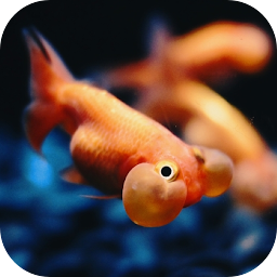 Icoonafbeelding voor 3D Fishes Video Live Wallpaper
