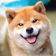 Akita Dog Simulator Laai af op Windows