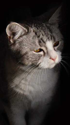 Android application beautiful kitten wallpaper screenshort
