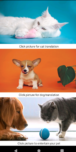 Entertain your Cat and Dog Screen 2