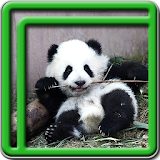 Cute Panda Live Wallpapers icon