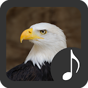 Top 28 Entertainment Apps Like Bald Eagle Sounds - Best Alternatives