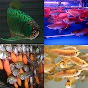 arowana fish cultivation