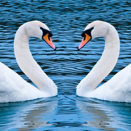Swan Wallpapers logo