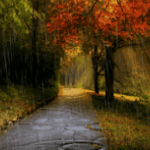 Cover Image of डाउनलोड Rain In Autumn Live Wallpaper 4.1 APK