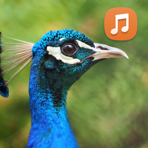Peacock Sounds App logo
