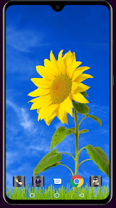 Screenshot 8 Sunflower Wallpaper android