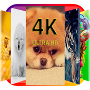 4k HD Animals Wallpapers