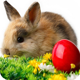 Easter Bunny Wallpaper icon