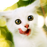Funny kitten Wallpaper icon