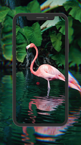 Flamingo Bird Wallpaper 1.2.7 APK + Мод (Unlimited money) за Android