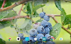 screenshot of Berries Live Wallpaper