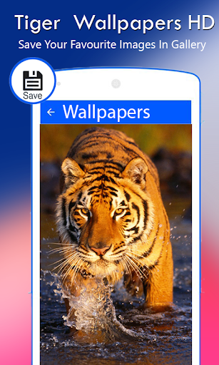 Tiger Wallpapers HD Screen 3
