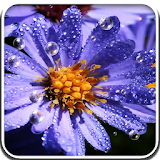 Dew on Flowers Live Wallpaper icon