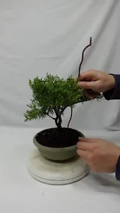 盆栽曲げ技法