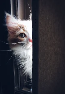 Cute Cat Pictures: Wallpaper