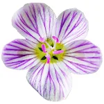 Cover Image of Herunterladen Flora of Virginia  APK