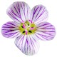 Flora of Virginia विंडोज़ पर डाउनलोड करें