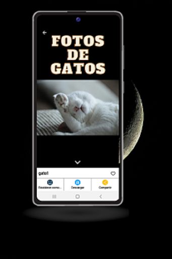 imagenes de gatos Screen 3