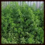 Cannabis Indica Wallpapers icon