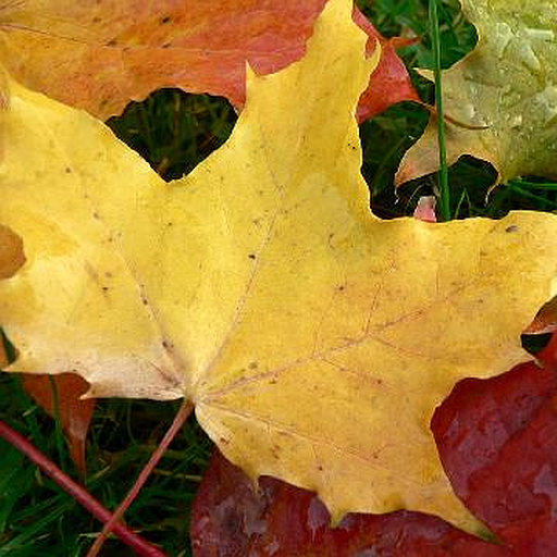 Autumn Wallpapers logo