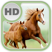 HD Horse Wallpaper