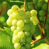 Grapes Wallpapers HD icon