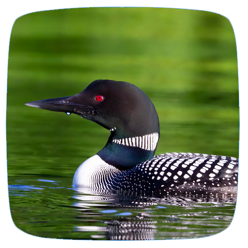 Loon Sounds logo