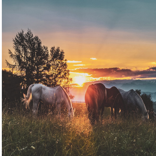 Horse Wallpapers logo