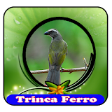 Canto de Pássaros Trinca Ferro|100% Offline icon